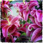 Lillies in the garden – iphonography