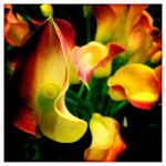 Red and Yellow calla- lilly- Cuba – iphonography