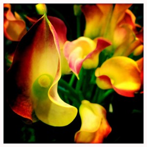 Red and Yellow calla- lilly- Cuba - iphonography