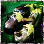 Random Eggplant family portrait – iphonography