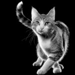 ChattyCatty_GreyHires 1500×2000